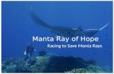 Manta Ray of Hope Racing to Save Manta Rays. Manta and Mobula Rays Slow reproduction  highly vulnerable – Mature 10 to 20 years; 1 pup every 1 to 5 years.
