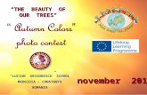 “ LUCIAN GRIGORESCU ” SCHOOL MEDGIDIA – CONSTANTA ROMANIA "THE BEAUTY OF OUR TREES" november 2013.