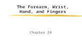 The Forearm, Wrist, Hand, and Fingers Chapter 24.