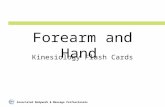 Associated Bodywork & Massage Professionals Forearm and Hand Kinesiology Flash Cards.