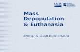 Mass Depopulation & Euthanasia Sheep & Goat Euthanasia.