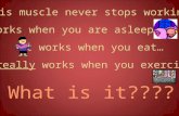 This muscle never stops working… It works when you are asleep… It works when you eat… It really works when you exercise…. What is it????