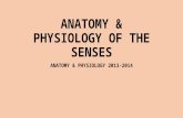ANATOMY & PHYSIOLOGY OF THE SENSES ANATOMY & PHYSIOLOGY 2013-2014.