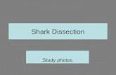 Shark Dissection Study photos.