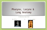 Pharynx, Larynx & Lung Anatomy A whistle-stop tour By filip & James.