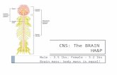 CNS: The BRAIN HA&P Male – 3.5 lbs; Female – 3.2 lbs Brain mass: body mass is equal!