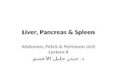 Liver, Pancreas & Spleen Abdomen, Pelvis & Perineum Unit Lecture 8 د. حيدر جليل الأعسم.