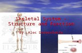 Skeletal System – Structure and Function By: Alec Droussiotis.