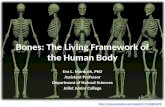 Bones: The Living Framework of the Human Body Eva L. Murdoch, PhD Assistant Professor Department of Natural Sciences Joliet Junior College .