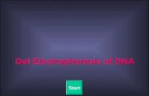 Gel Electrophoresis of DNA Quit Gel Electrophoresis of DNA Start