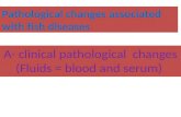 Pathological changes associated with fish diseases A- clinical pathological changes (Fluids = blood and serum)