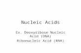 Nucleic Acids Ex. Deoxyribose Nucleic Acid (DNA) Ribonucleic Acid (RNA)
