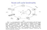 Yeast cell cycle landmarks. Isolation of temperature sensitive mutants 1500 ts mutants 146 Cdc- phenotype 32 cdc complementation groups.