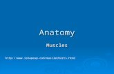 Anatomy Muscles .