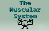 The Muscular System. How many muscles do you have in the body? Approximately 640 muscles! Muscles make up approximately 40% of your body weight.