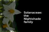 Solanaceae: the Nightshade family. Classification Kingdom: Plantae Class: Magnoliopsida Subclass: Asteridae Order: Solanales Family: Solanaceae.