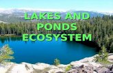 LAKES AND PONDS ECOSYSTEM. Ponds and Lakes Range in size from just a few square meters to thousands of square kilometers. Ponds may be seasonal, lasting.