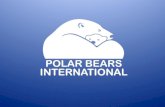All About Polar Bears The polar bear is the youngest of the eight bear species. Scientists believe that the polar bear evolved about 200,000 years ago.