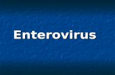 Enterovirus. Enteroviruses constitute a major subgroup of small RNA viruses (picomaviruses) that readily infect the intestinal tract. Enteroviruses constitute.