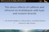 The stress effects of caffeine and ethanol on Arabidopsis wild type and mutant strands By: Kristin Watkins, Lindsay Baum, and Kylie Dickson Monarch High.