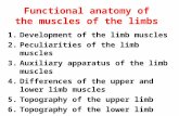 Functional anatomy of the muscles of the limbs 1.Development of the limb muscles 2.Peculiarities of the limb muscles 3.Auxiliary apparatus of the limb.