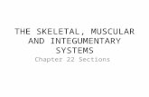 THE SKELETAL, MUSCULAR AND INTEGUMENTARY SYSTEMS Chapter 22 Sections.