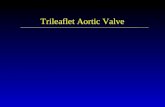 Trileaflet Aortic Valve. Management strategy for patients with chronic severe aortic regurgitation. Preoperative coronary angiography should be performed.
