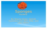 Sponges Porifera By: Shayna Dicker, Hannah Duminske, John Mark Miller, and Isaac Bianco.
