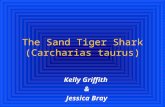 The Sand Tiger Shark (Carcharias taurus) Kelly Griffith & Jessica Bray.