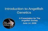 Introduction to Angelfish Genetics A Presentation for The Angelfish Society June 14, 2009.