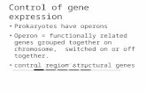 Control of gene expression Prokaryotes have operons Operon = functionally related genes grouped together on chromosome, switched on or off together. control.