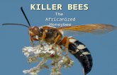 KILLER BEES TheAfricanizedHoneybee. Africanized Honey Bees -- also called Africanized bees or killer bees -- are descendants of southern African bees.