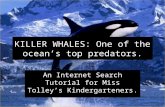 KILLER WHALES: One of the ocean’s top predators. An Internet Search Tutorial for Miss Tolley’s Kindergarteners.