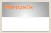 Meiosis Meiosis. Vocabulary SOMATIC: Any cell except a sperm or egg AUTOSOME Any chromosome other than a sex chromosome (X or Y) GAMETE An egg or sperm.