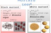 Mustard seed Black mustard الخردل الاسود Origin: dried ripe seeds of Brassica nigra Family: cruciferae (Brassicaceae) الخردل الاسود Origin: dried ripe.