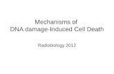 Mechanisms of DNA damage-Induced Cell Death Radiobiology 2012.