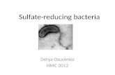 Sulfate-reducing bacteria Derya Ozuolmez HMC 2012.