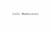 Cell Membranes. Cells are surrounded by a membrane: the cell surface membrane or plasma membrane On an EM it appears as a double line The distance across