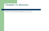 Chapter 11 Muscles Exam 1 will cover sections 11.1-11.4.