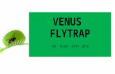 VENUS FLYTRAP THE PLANT WITH BITE. Imagine a plant that eats living things. Do you picture a plant that looks as if it came from another planet? Think.
