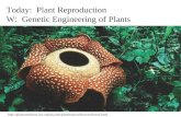 Http://plantsinmotion.bio.indiana.edu/plantmotion/flowers/flower.html Today: Plant Reproduction W: Genetic Engineering of Plants.
