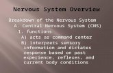 Breakdown of the Nervous System A. Central Nervous System (CNS) 1. functions A) acts as command center B) interprets sensory information and dictates response.