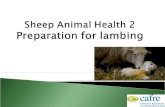 Appropriate management of the ewe and neonatal lamb ◦ Vaccinations ◦ Drenches  Preparation and planning for lambing  Equipment  Housing.