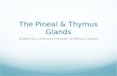 The Pineal & Thymus Glands Brigitte Azzi, Alexandra Chevalier, & Melissa Cinquina.