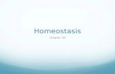 Homeostasis Chapter 30. Homeostasis Homeostasis refers to maintaining internal stability within an organism and returning to a particular stable state.