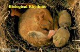 Biological Rhythms. Biological Rhythms – terms and characteristics Rate of activity Time Amplitude – magnitude of change in the activity Period – time