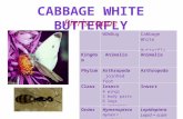 WOWBugCabbage White Butterfly Kingdom Animalia PhylumArthropoda ”jointed foot” Arthropoda ClassInsect 4 wings 3 body parts 6 legs 2 antennae Insect OrderHymenoptera.