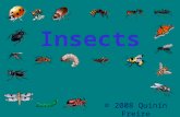 Insects © 2008 Quinín Freire. There are more than1,000,000 species of insects in Nature.