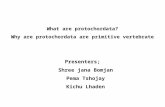 What are protochordata? Why are protochordata are primitive vertebrate Presenters; Shree jana Bomjan Pema Tshojay Kichu Lhaden.