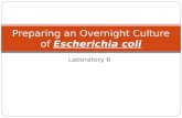 Laboratory 6 Preparing an Overnight Culture of Escherichia coli.